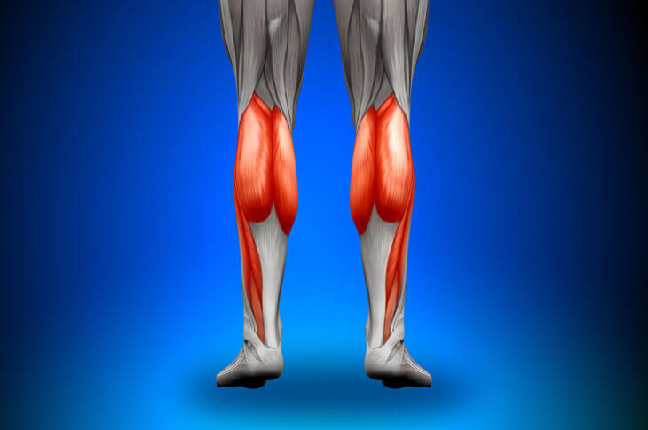 Calves Muscles Anatomy