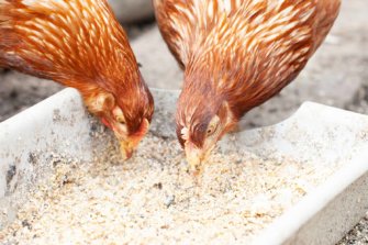 chicken feed supplements vitamins