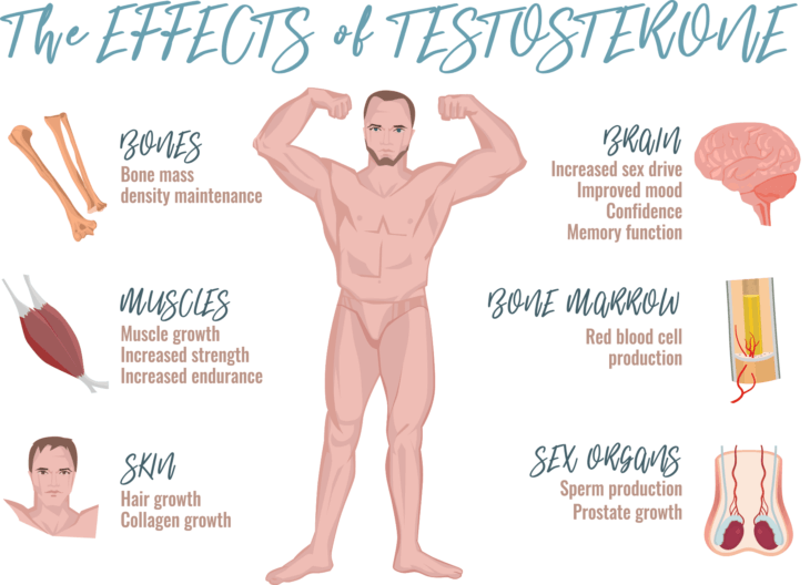 Effects Of Testosterone