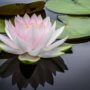 Yoga Lotus Flower